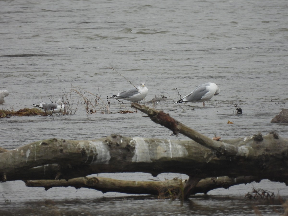 racek stříbřitý - ML646540763