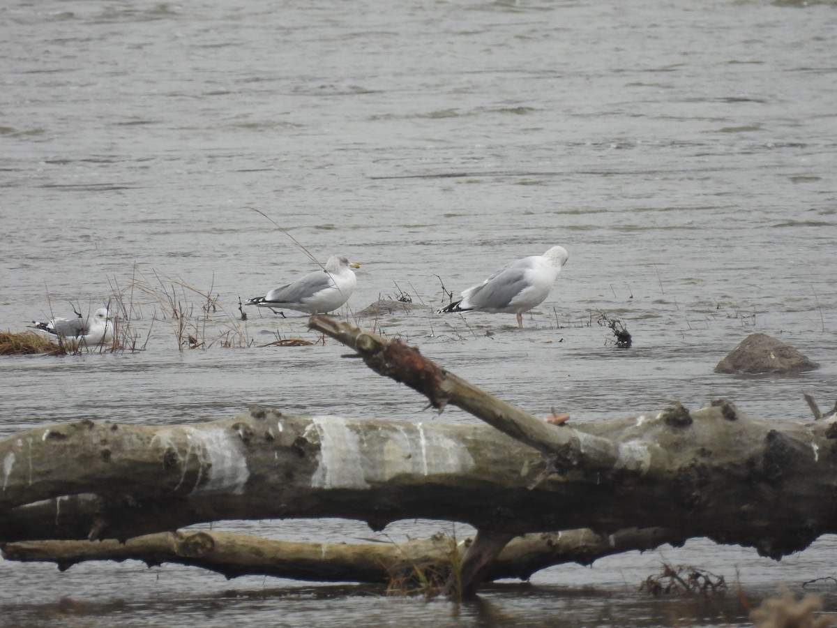 racek stříbřitý - ML646540765