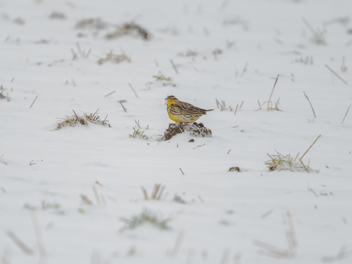 Batılı Tarlasığırcığı - ML646540766