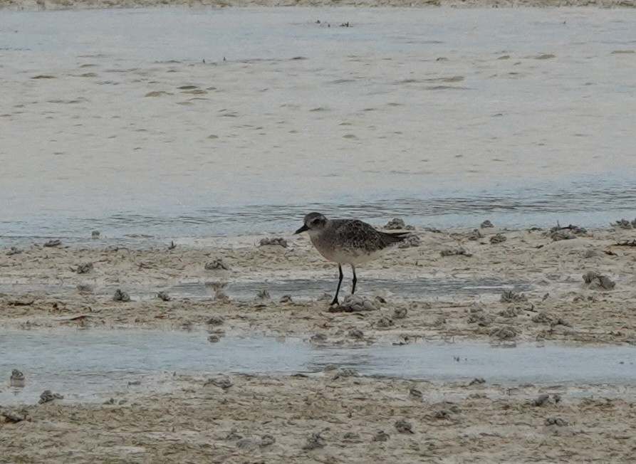 Gümüş Yağmurcun - ML646540768