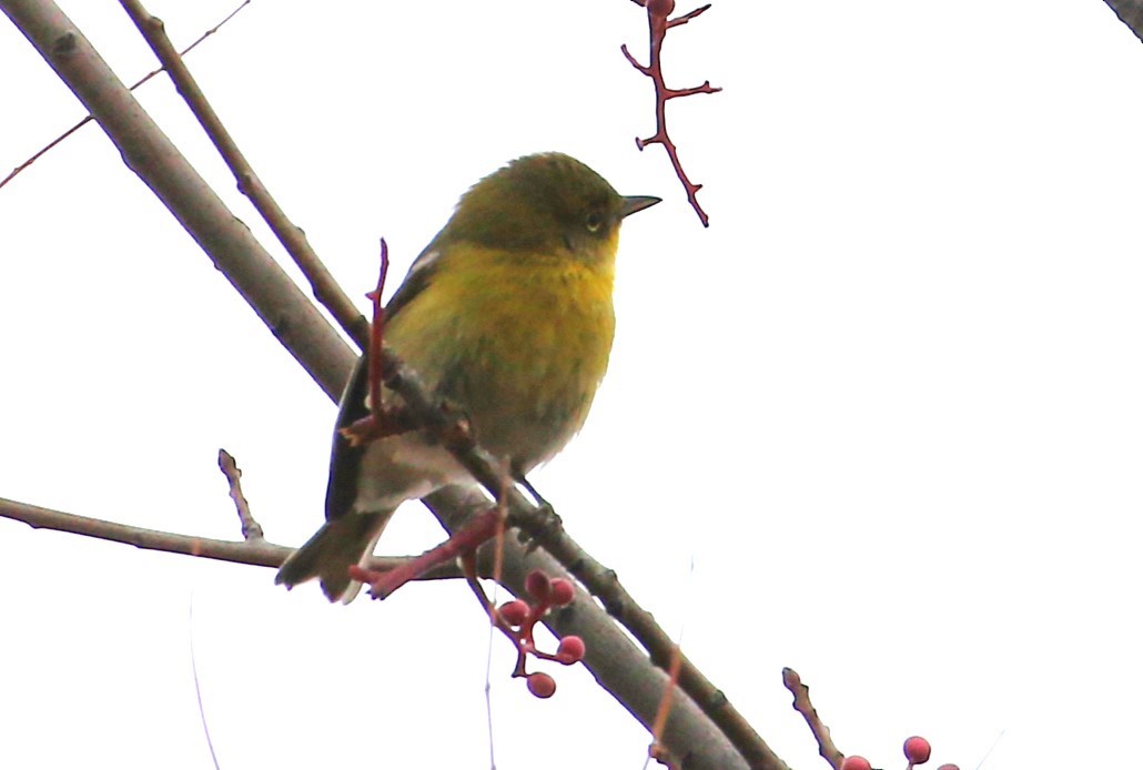 Pine Warbler - ML646540770