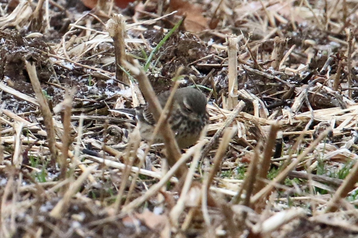 Pipit d'Amérique - ML646540784