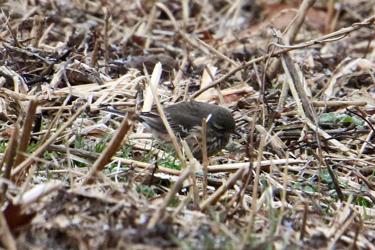 Pipit d'Amérique - ML646540785