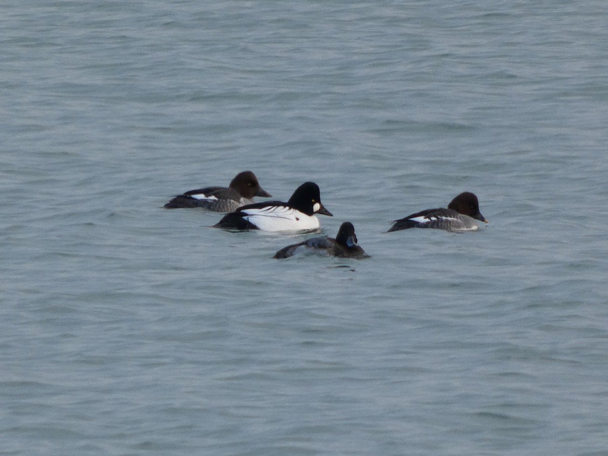 Common Goldeneye - ML646540788