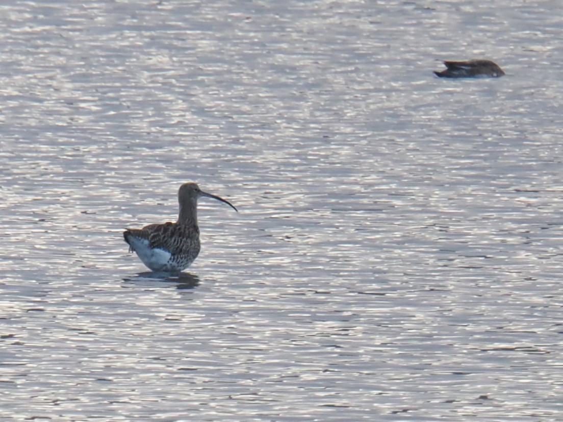 storspove - ML646540789