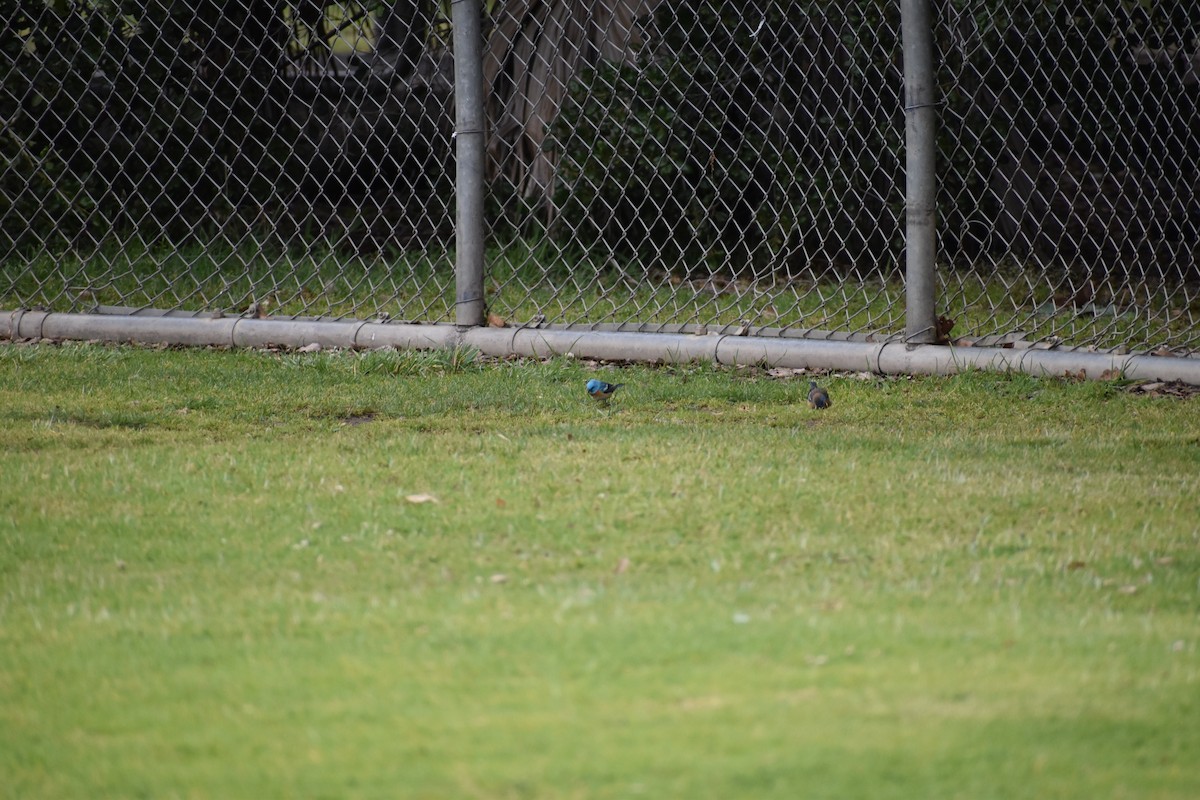 Lazuli Bunting - ML646540802