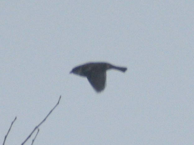 House Sparrow - ML646540803