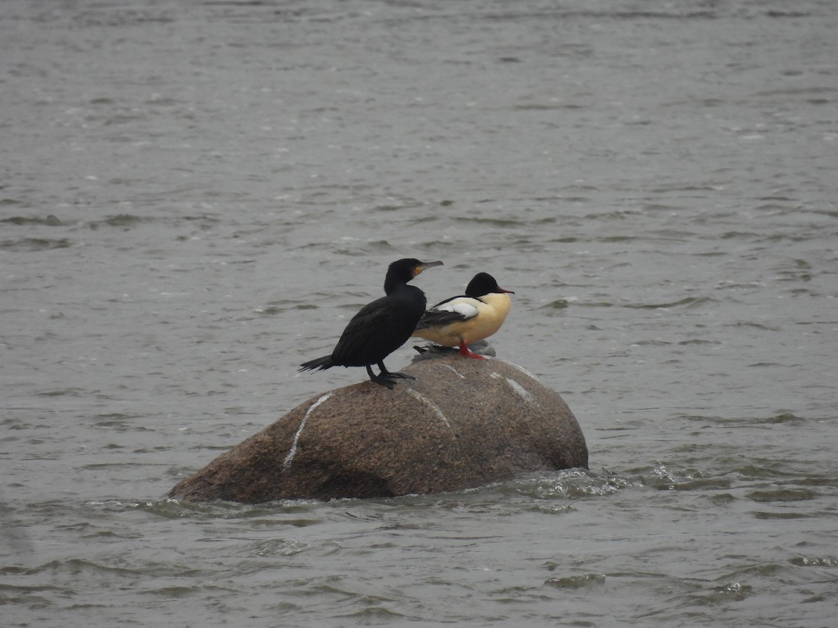 morčák velký - ML646540804