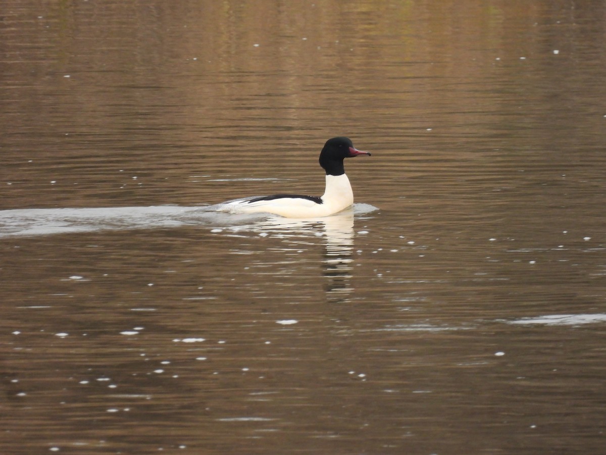 morčák velký - ML646540805