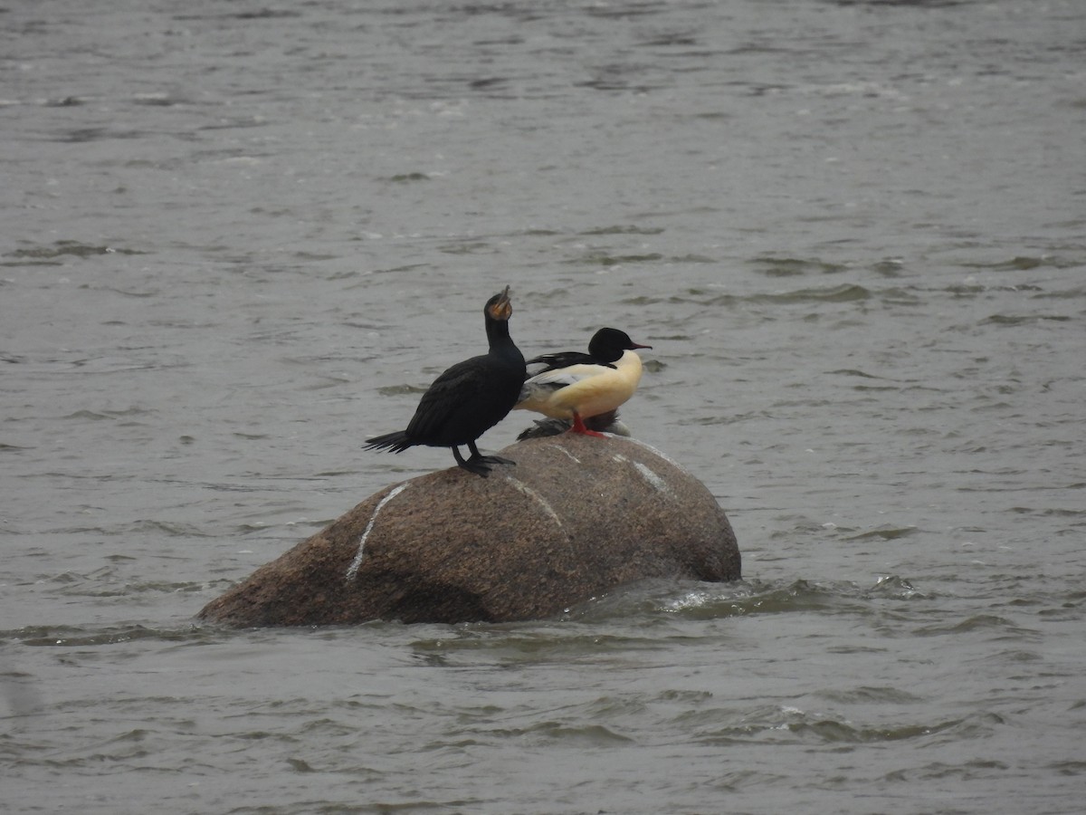 morčák velký - ML646540807