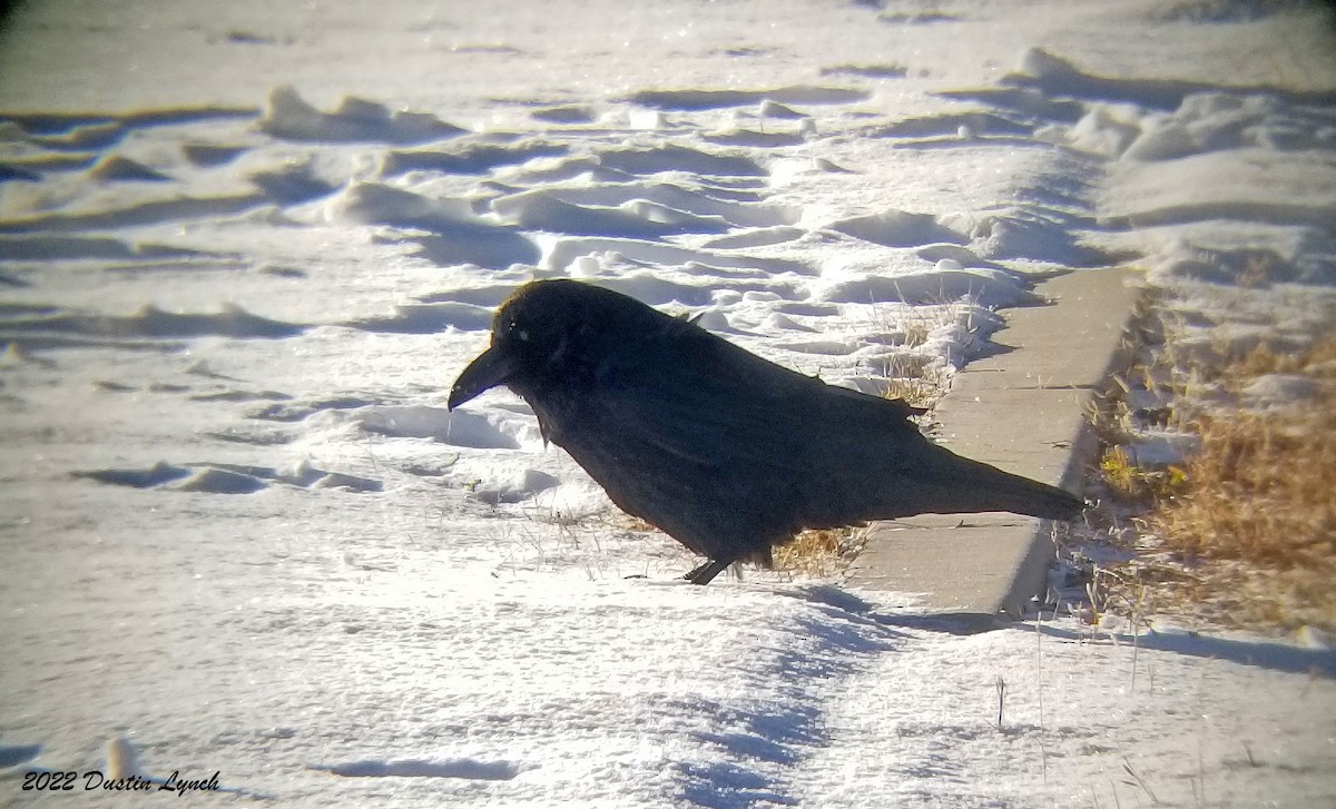 עורב שחור - ML646540812