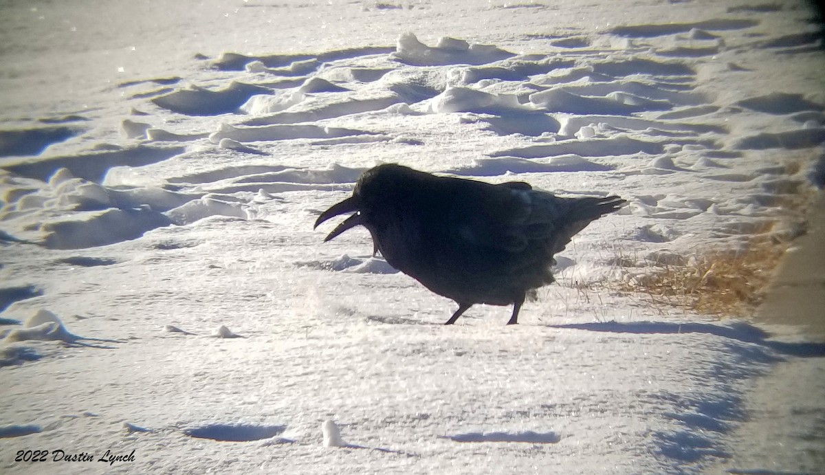 עורב שחור - ML646540813