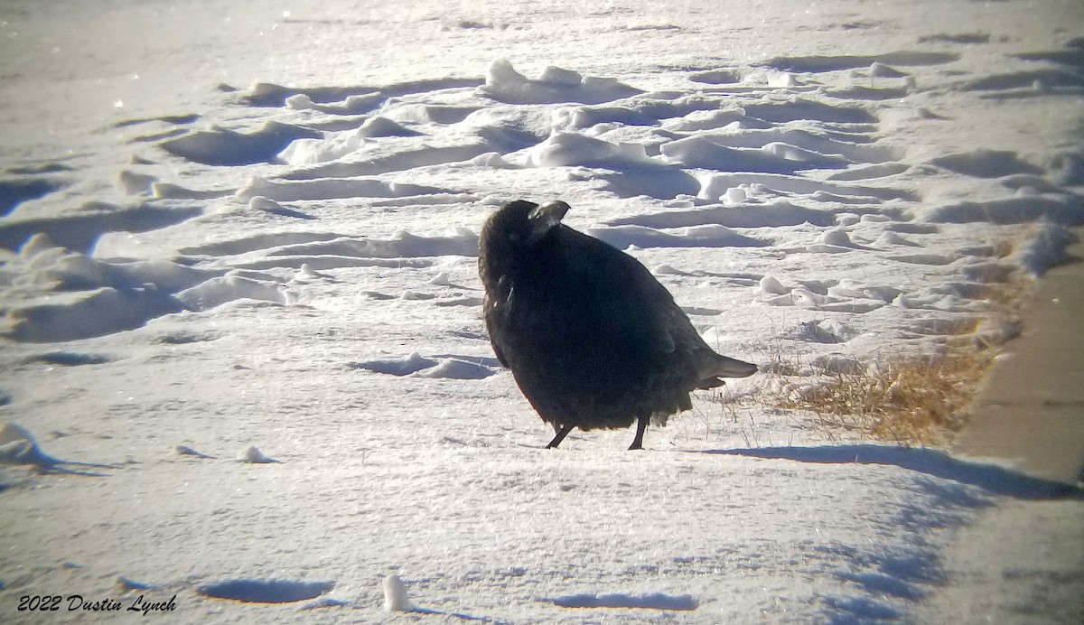 עורב שחור - ML646540814
