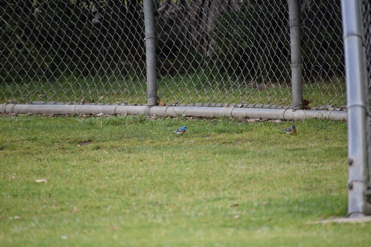 Lazuli Bunting - ML646540817