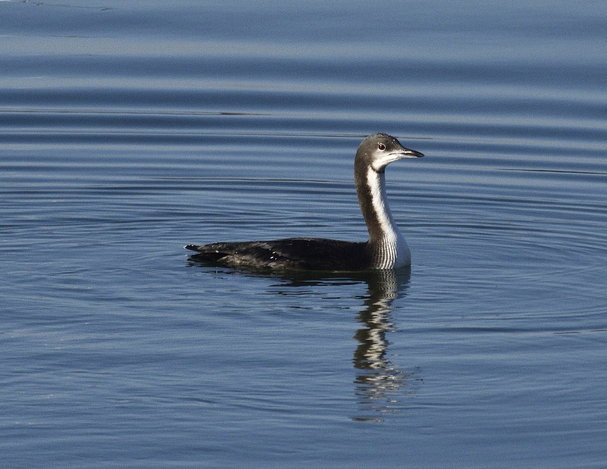 Pacific Loon - ML646540820