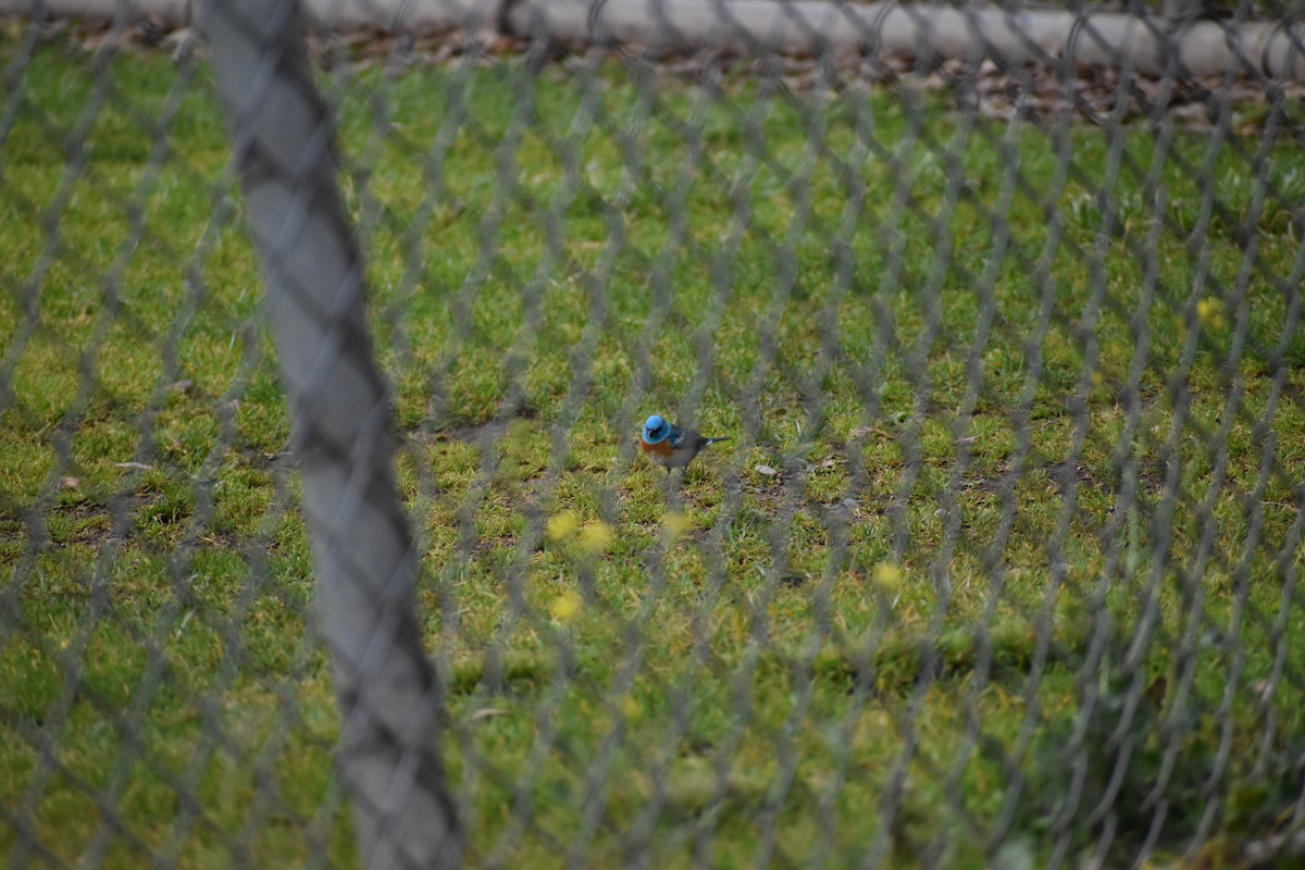 Lazuli Bunting - ML646540821