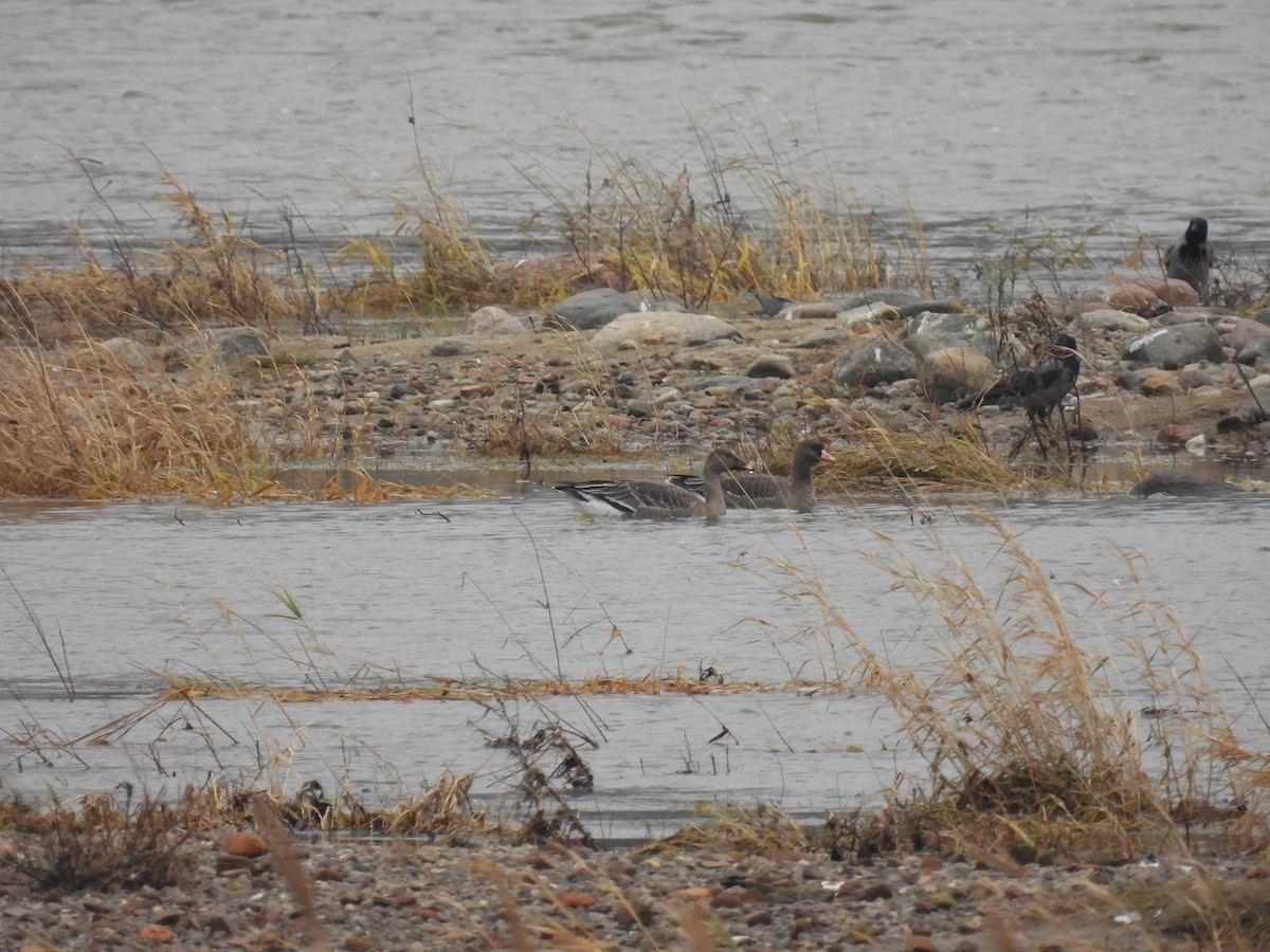 husa tundrová - ML646540823