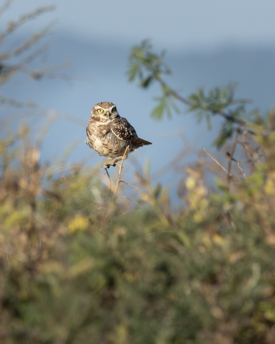 Burrowing Owl - ML646540824