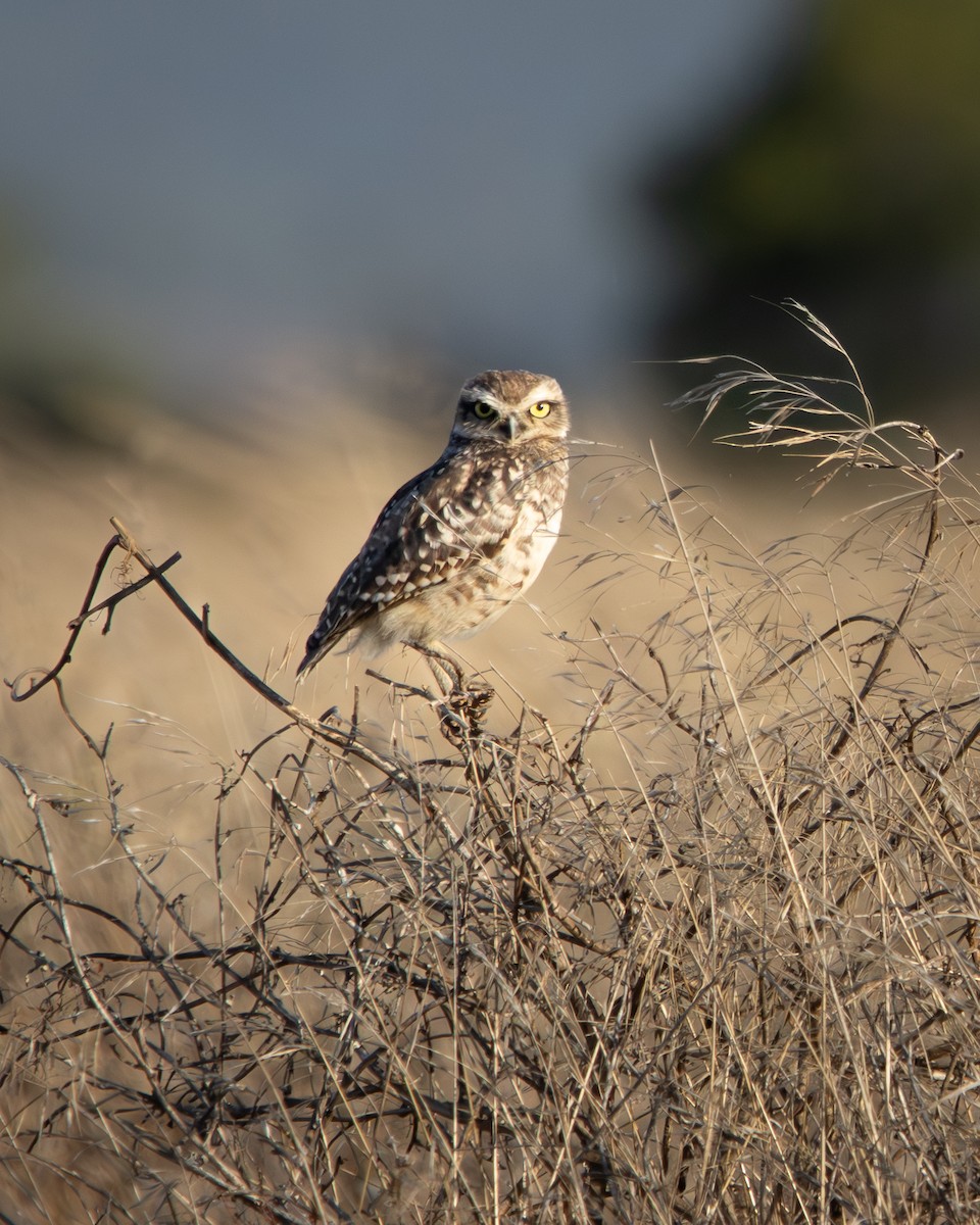 Burrowing Owl - ML646540825
