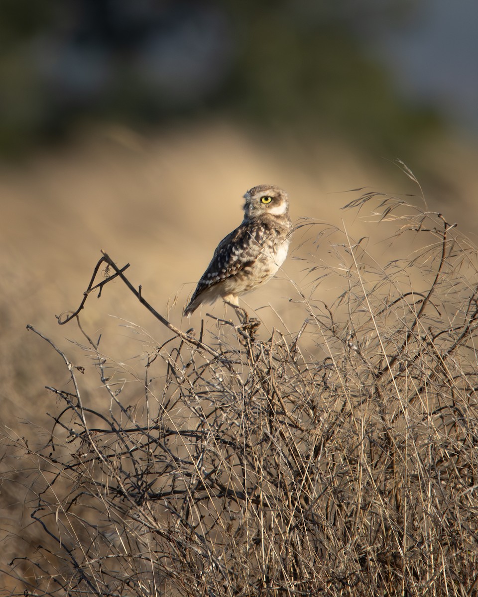 Burrowing Owl - ML646540826