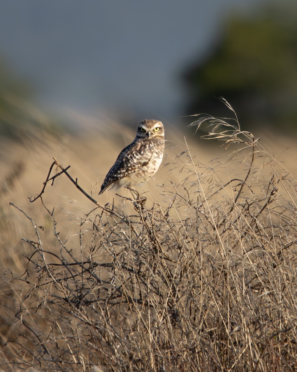 Burrowing Owl - ML646540827