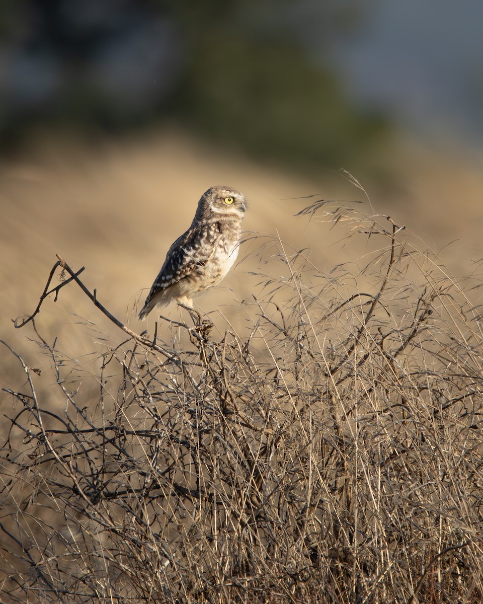 Burrowing Owl - ML646540828