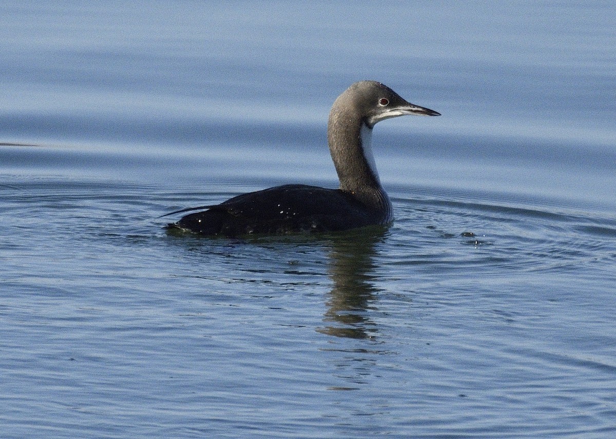 Pacific Loon - ML646540829