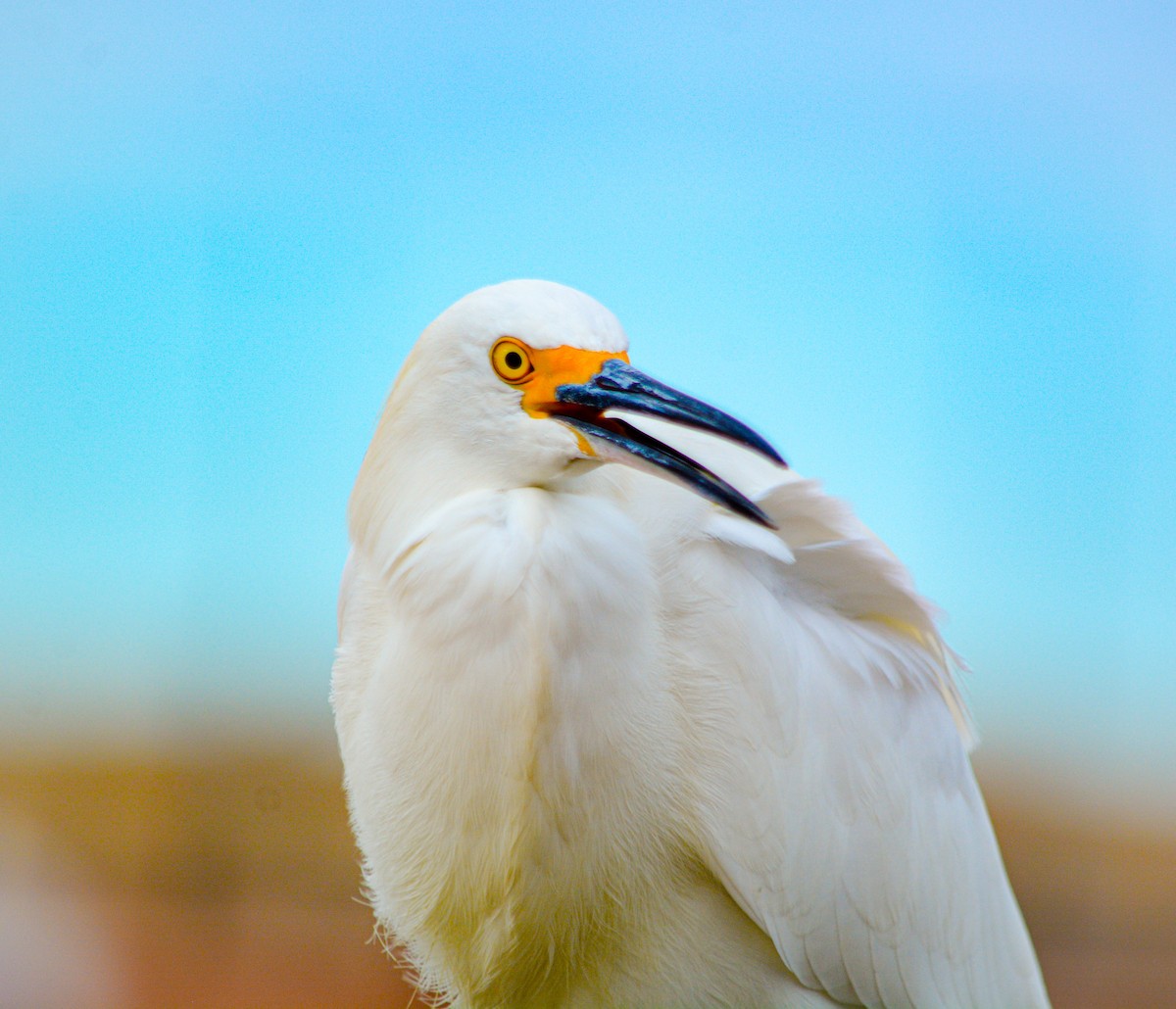 Snowy Egret - ML646540831