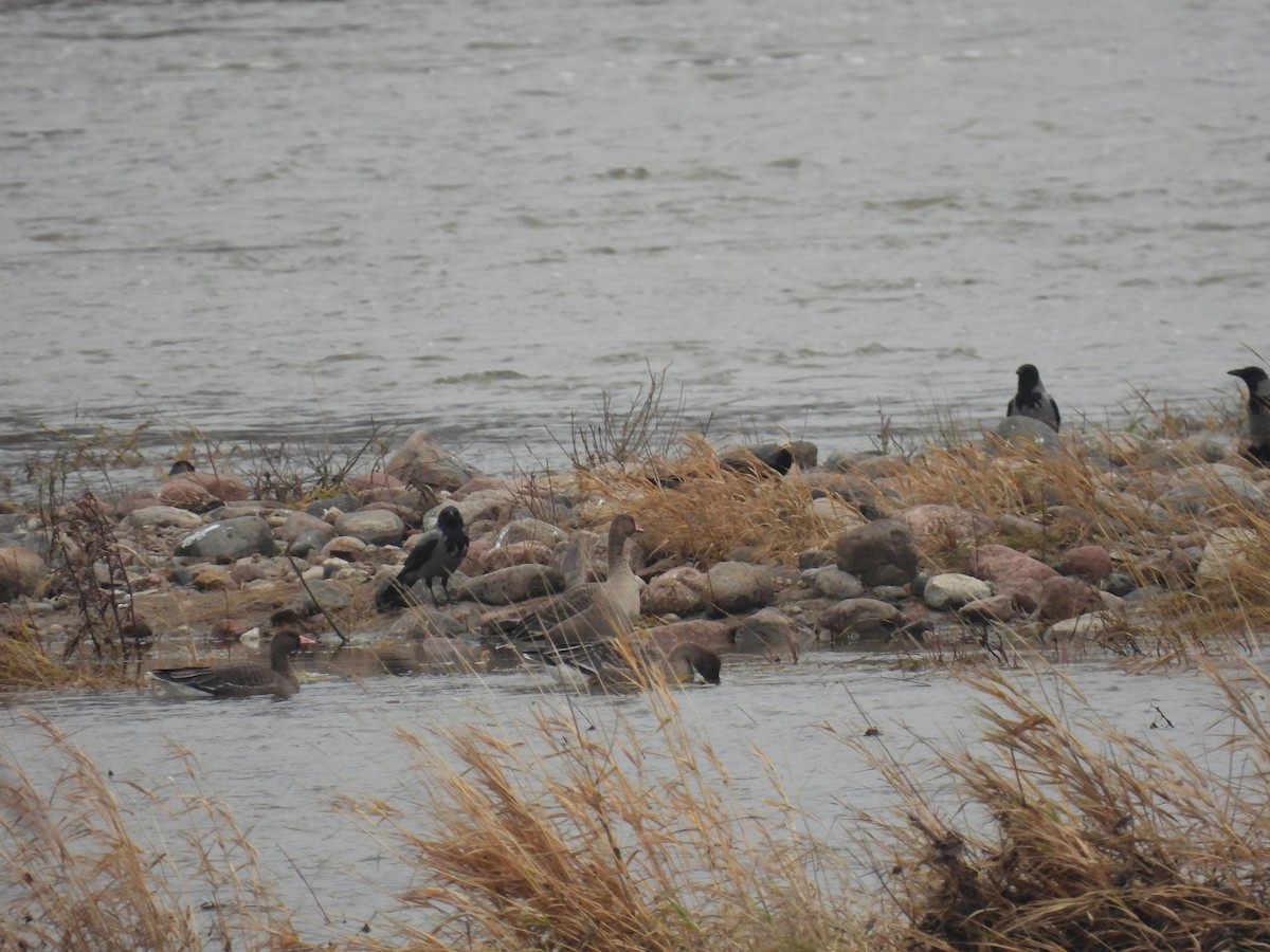 husa běločelá - ML646540835