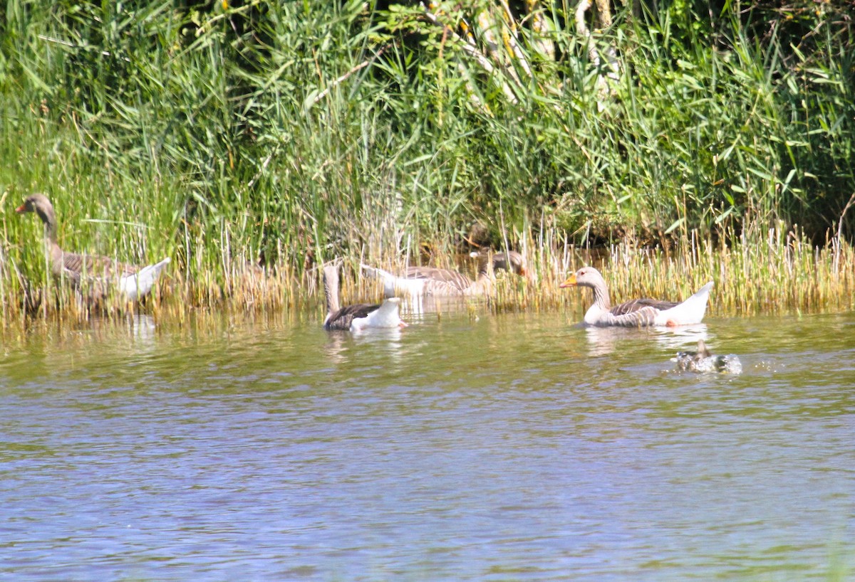 Graylag Goose - ML646540837