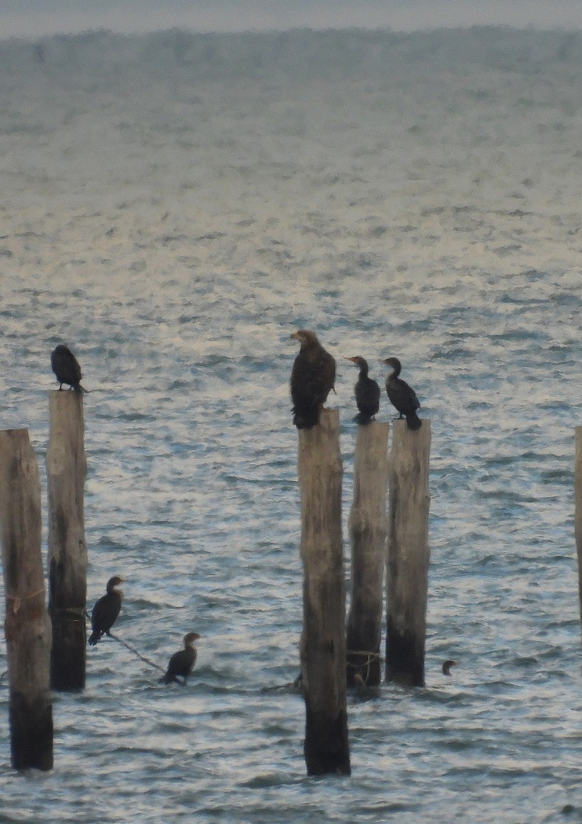 Pygargue à tête blanche - ML646540838