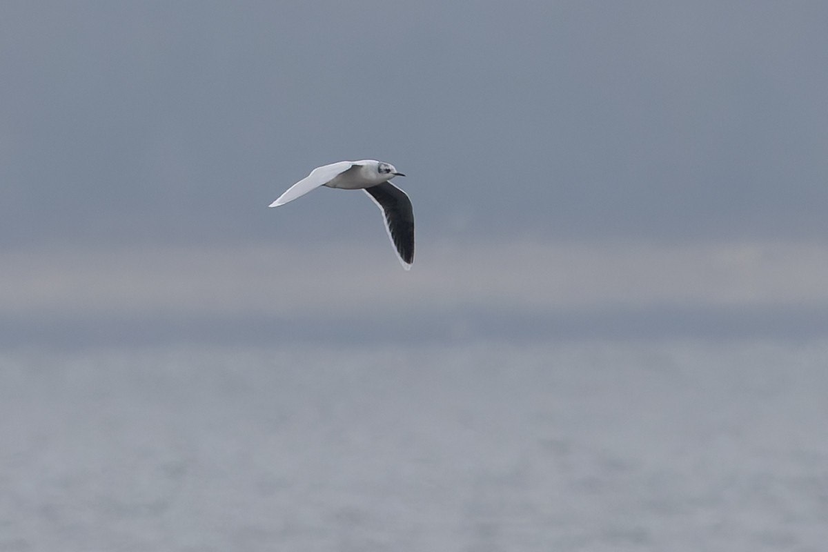 racek malý - ML646540843