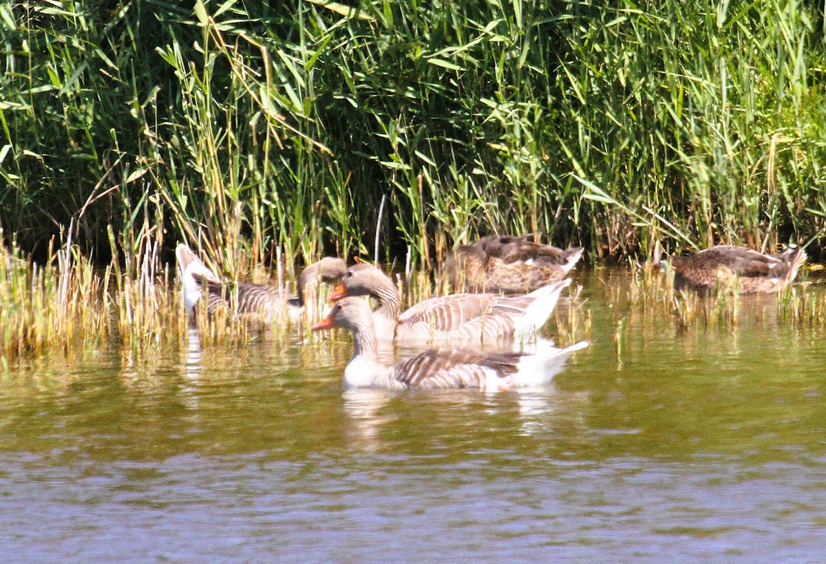 Graylag Goose - ML646540845