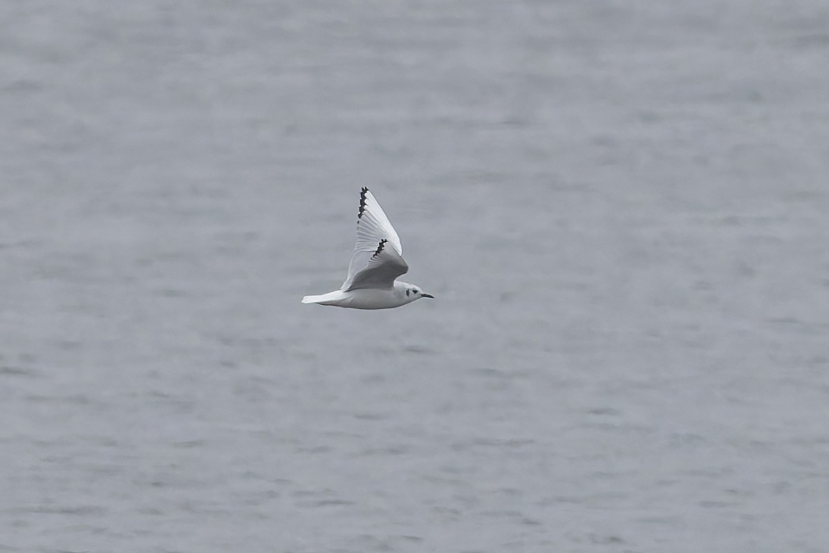 racek Bonapartův - ML646540847