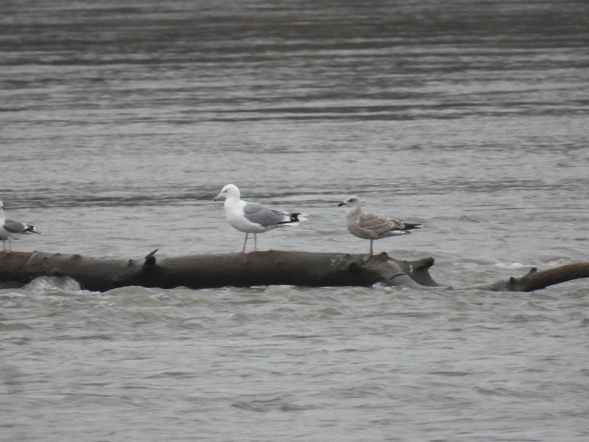 カスピセグロカモメ - ML646540849