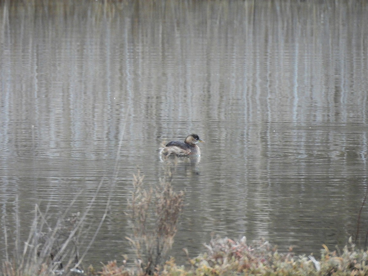 カイツブリ - ML646540851