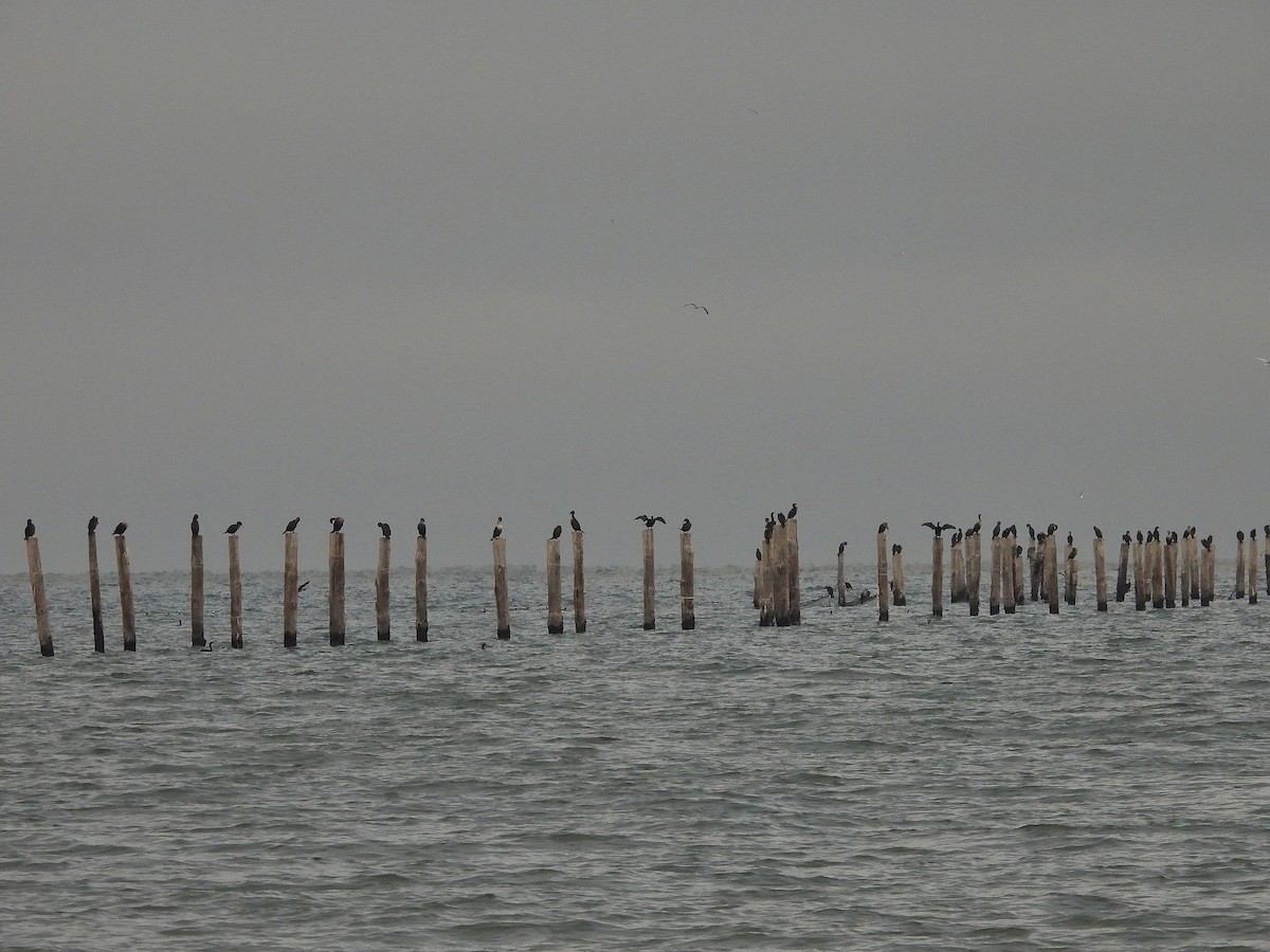 ミミヒメウ - ML646540852