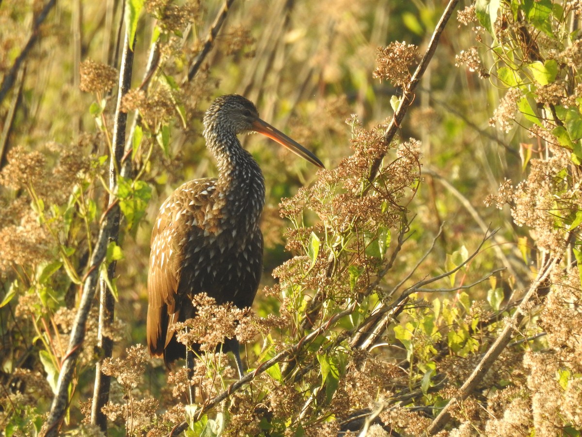 ツルモドキ - ML646540853