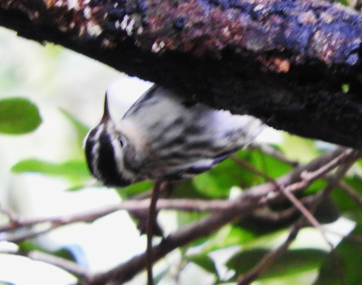 lesňáček černobílý - ML646540854