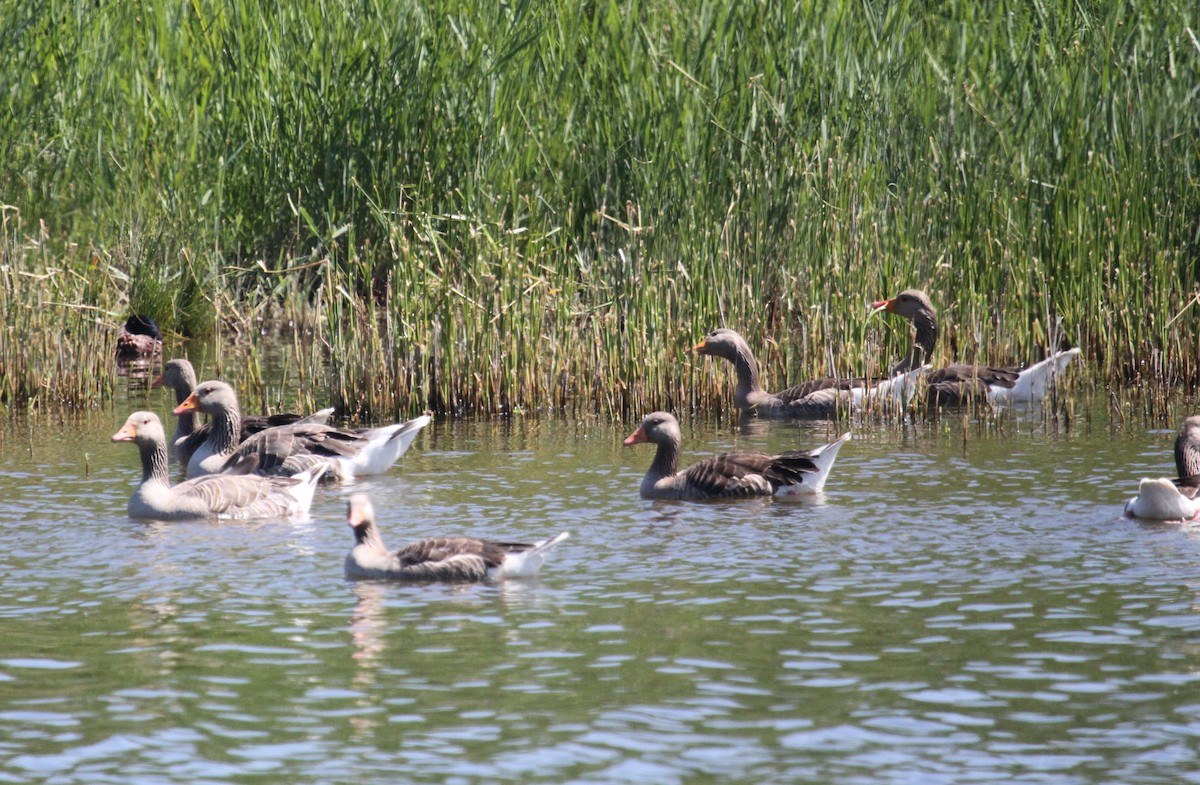 ハイイロガン - ML646540855