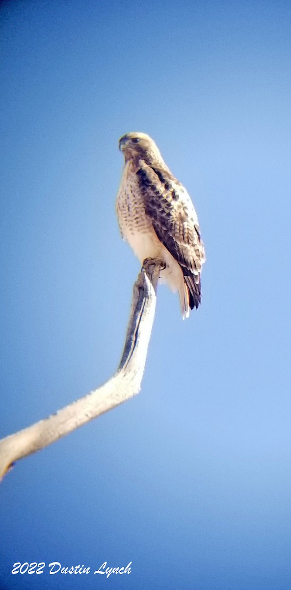 アカオノスリ - ML646540861