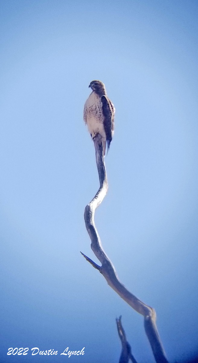 アカオノスリ - ML646540862