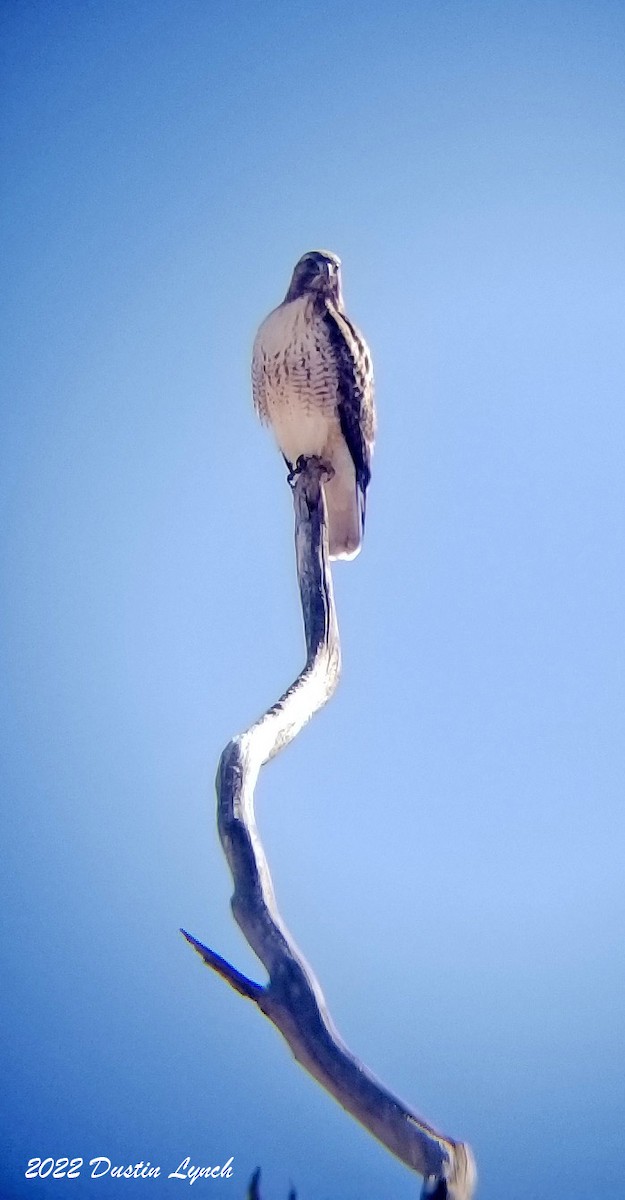 アカオノスリ - ML646540863