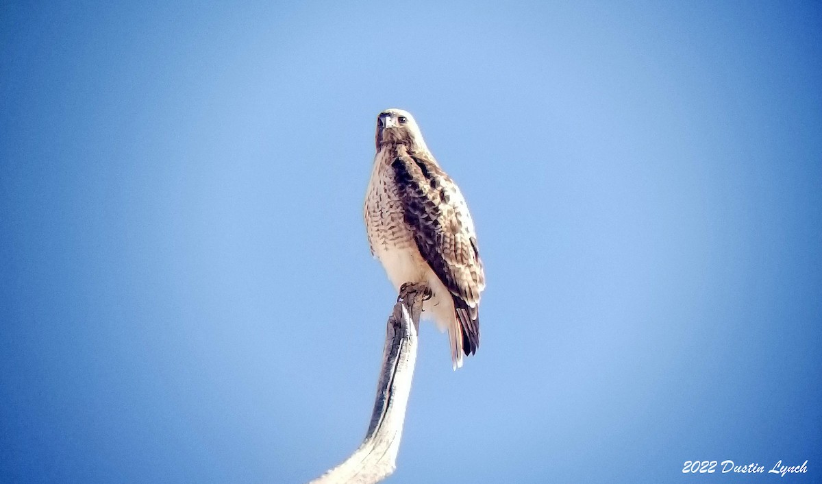 アカオノスリ - ML646540864