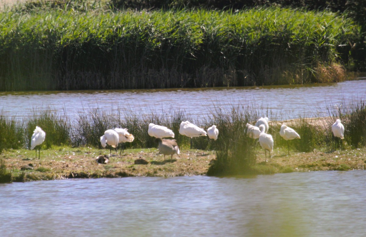 ヘラサギ - ML646540865