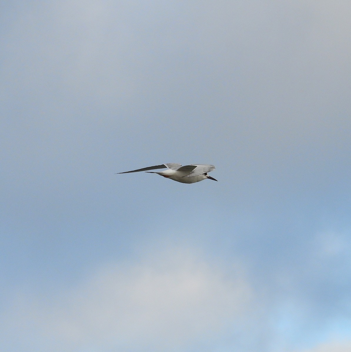 メリケンアジサシ - ML646540868