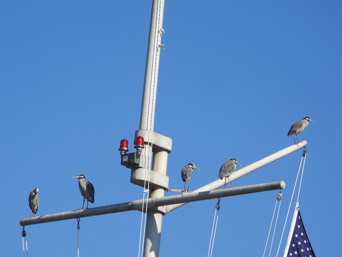 Yellow-crowned Night Heron - ML646540874