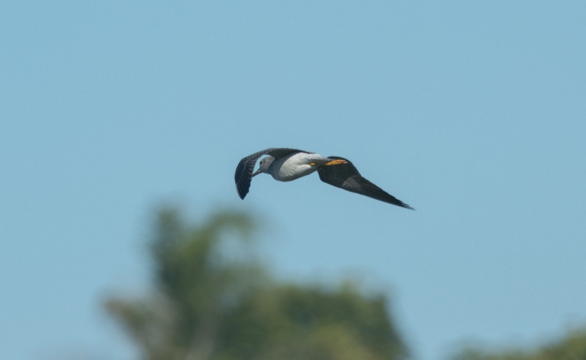 オオキアシシギ - ML646540875