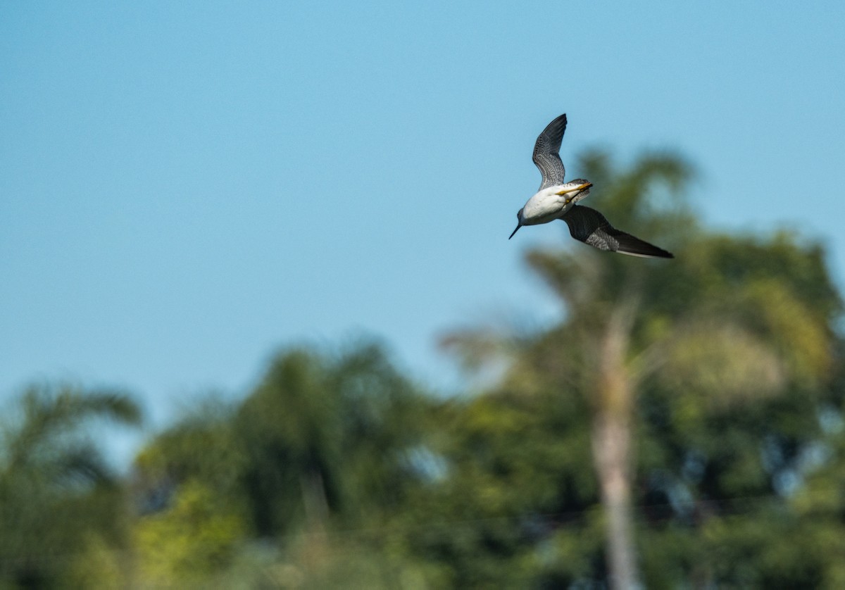 オオキアシシギ - ML646540877