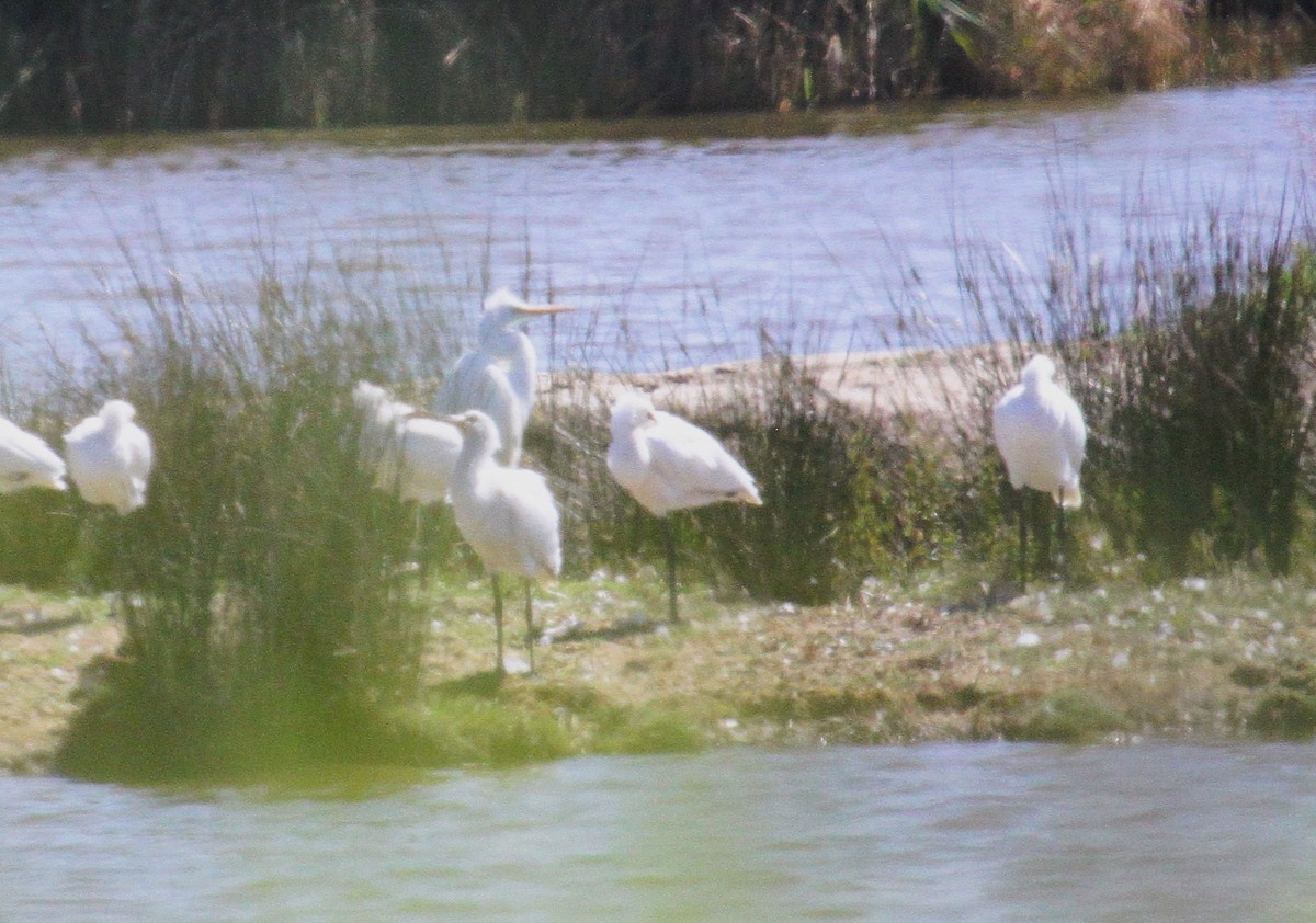 ヘラサギ - ML646540880